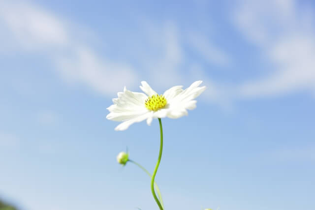 お悔やみの言葉は「寄り添う姿勢」が大切